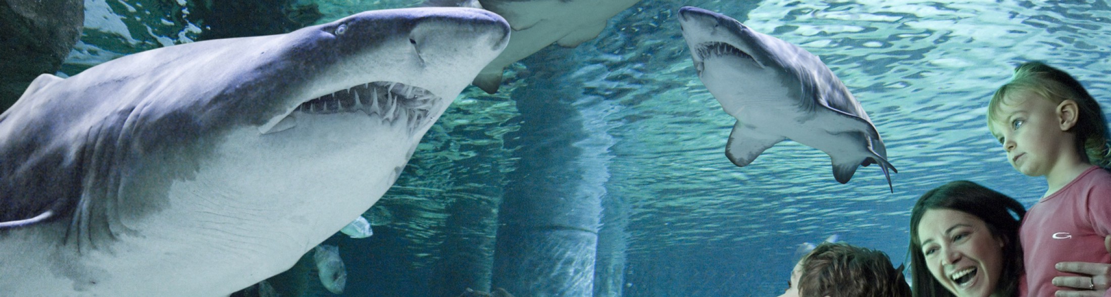 Acquario aperto a Ottobre e Novembre 