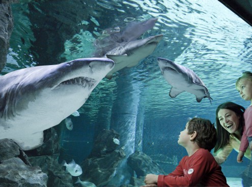 Acquario aperto a Ottobre e Novembre 