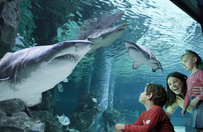 Acquario aperto a Ottobre e Novembre 