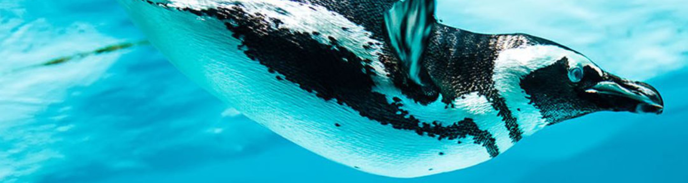 Acquario chiuso il 17 maggio