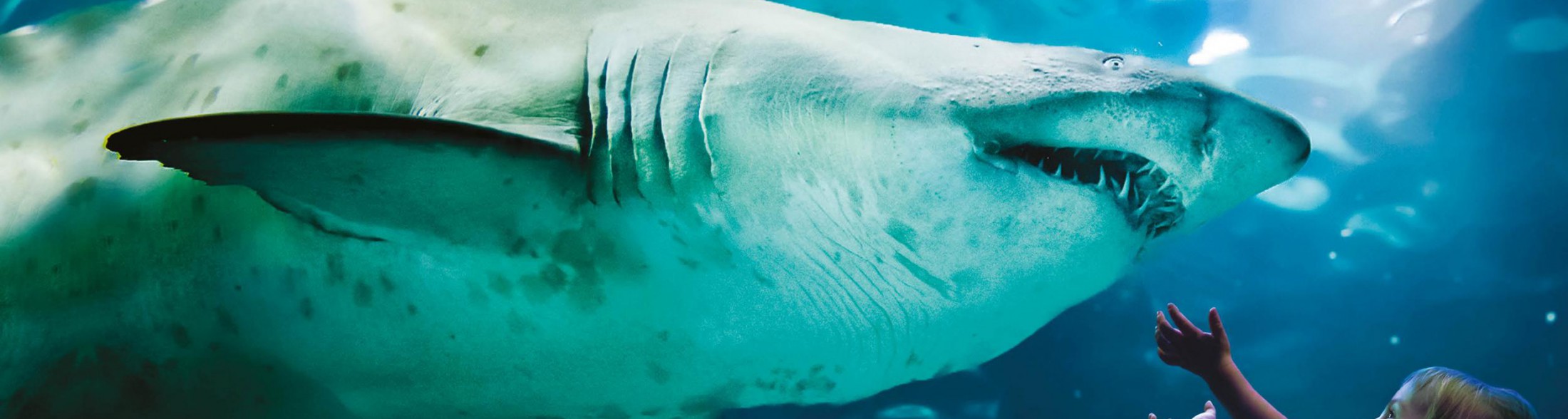 Acquario di Cattolica - Campione del Servizio 2022