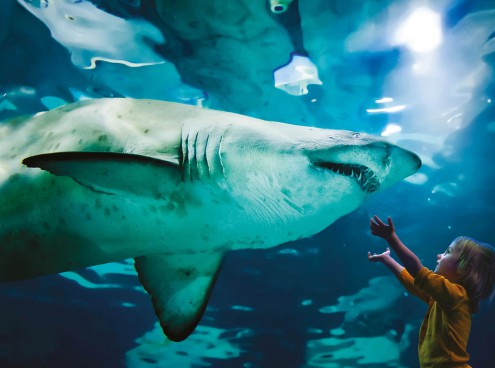Acquario di Cattolica - Campione del Servizio 2022