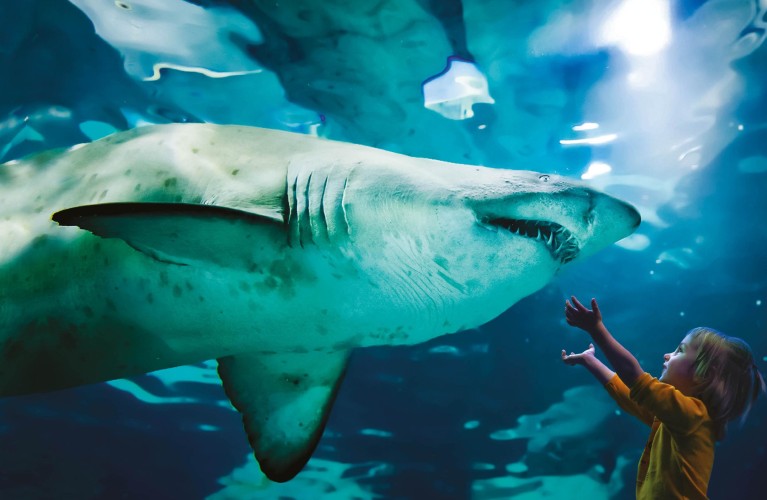 Acquario di Cattolica e i parchi Costa Edutainment “Migliori in Italia - Campioni del Servizio 2025”  