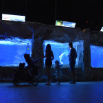 Acquario di Sera il martedì e il giovedì fino a fine agosto