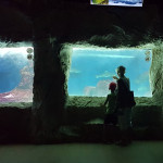 Acquario di Sera il martedì e il giovedì fino a fine agosto