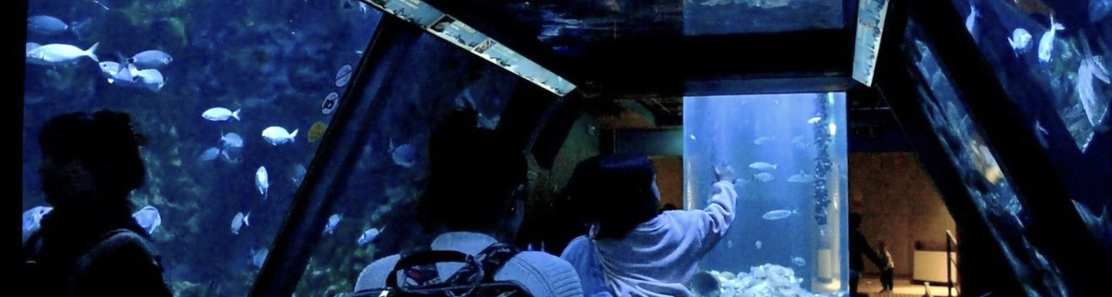 Acquario di Sera il martedì e il giovedì fino a fine agosto