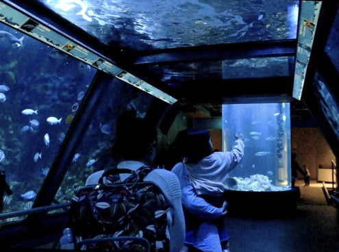 Acquario di Sera il martedì e il giovedì fino a fine agosto