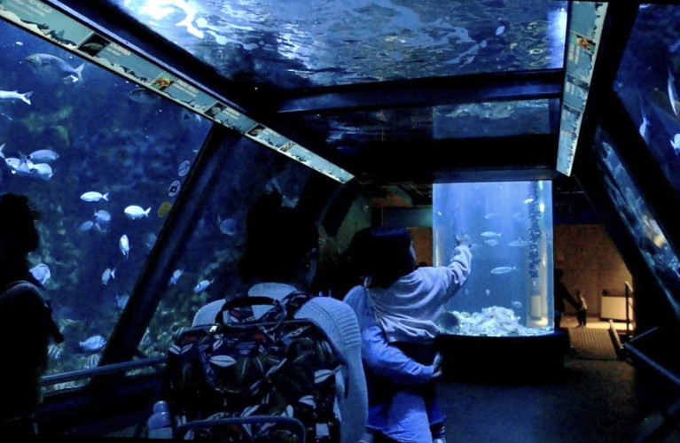 Acquario di Sera il martedì e il giovedì fino a fine agosto