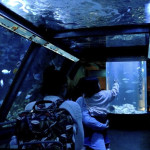 Acquario di Sera il martedì e il giovedì fino a fine agosto