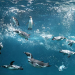 Acquario di Sera il martedì e il giovedì fino al 2 settembre