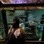 Acquario di Sera il martedì e il giovedì fino al 2 settembre
