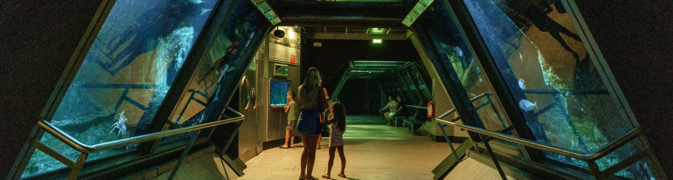 Acquario di Sera il martedì e il giovedì fino al 2 settembre