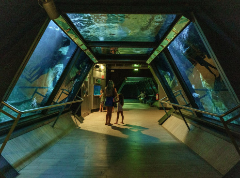 Acquario di Sera il martedì e il giovedì fino al 2 settembre