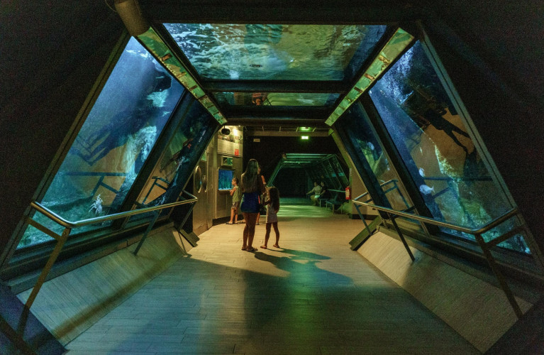 Acquario di Sera il martedì e il giovedì fino al 2 settembre