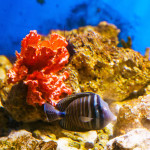 Acquario di Sera il martedì e il giovedì fino al 2 settembre