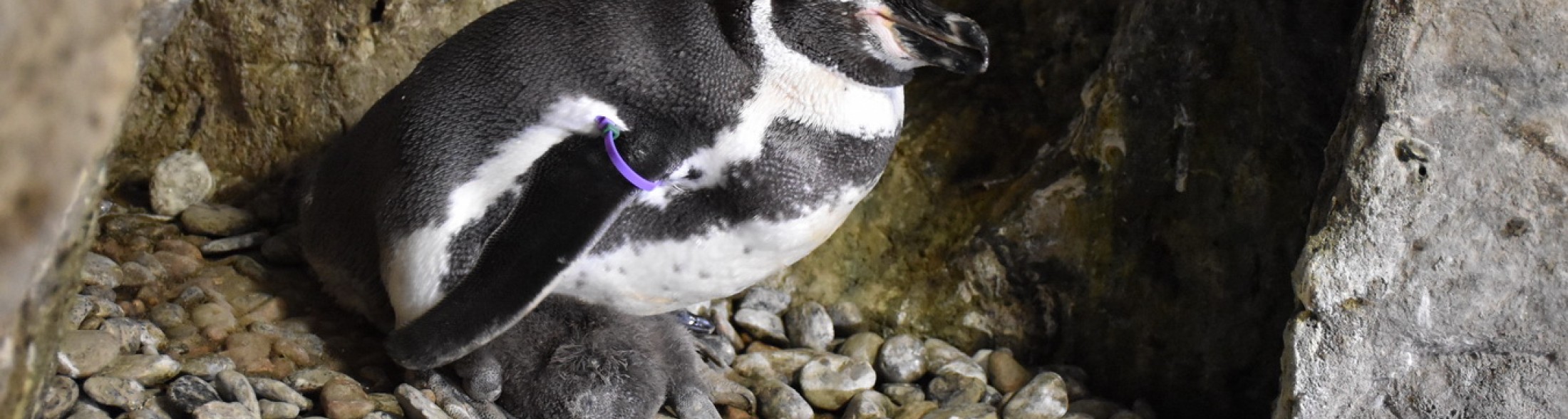 All'Acquario di Cattolica c'è un nuovo pinguino!