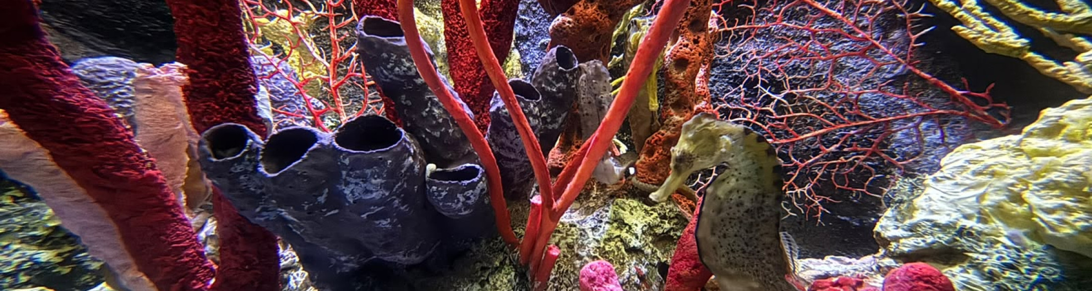 All'Acquario la nuova casa dei cavallucci marini tropicali