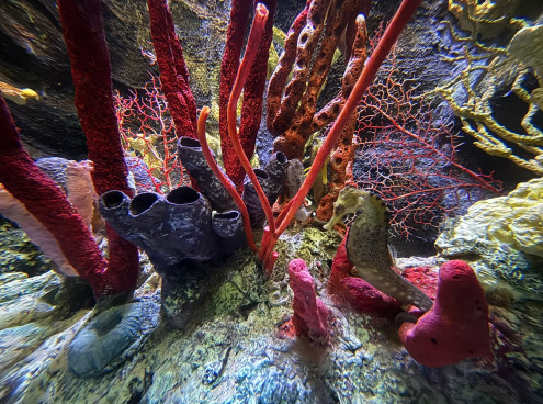 All'Acquario la nuova casa dei cavallucci marini tropicali