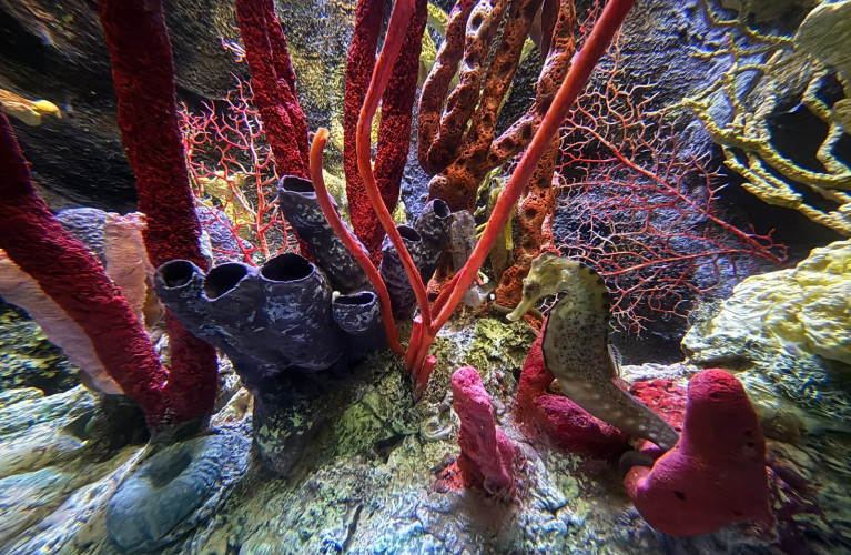 All'Acquario la nuova casa dei cavallucci marini tropicali