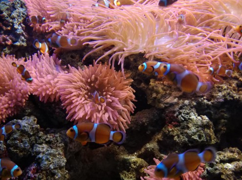 Black Days nei parchi Costa, sconti su abbonamenti