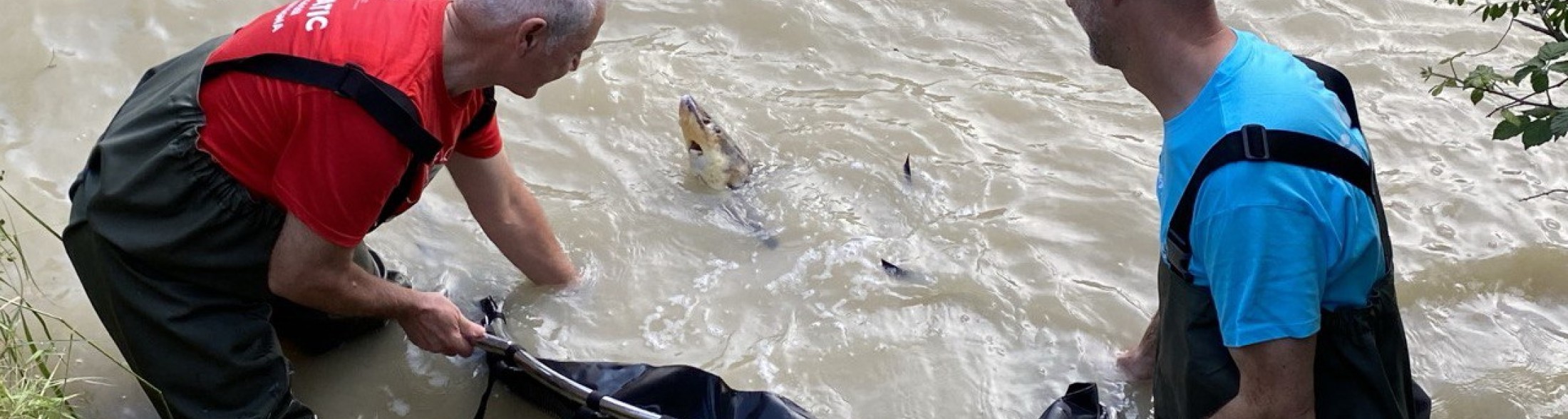 Chestorione! Abbiamo liberato Storioni e Anguille nel Delta del Po