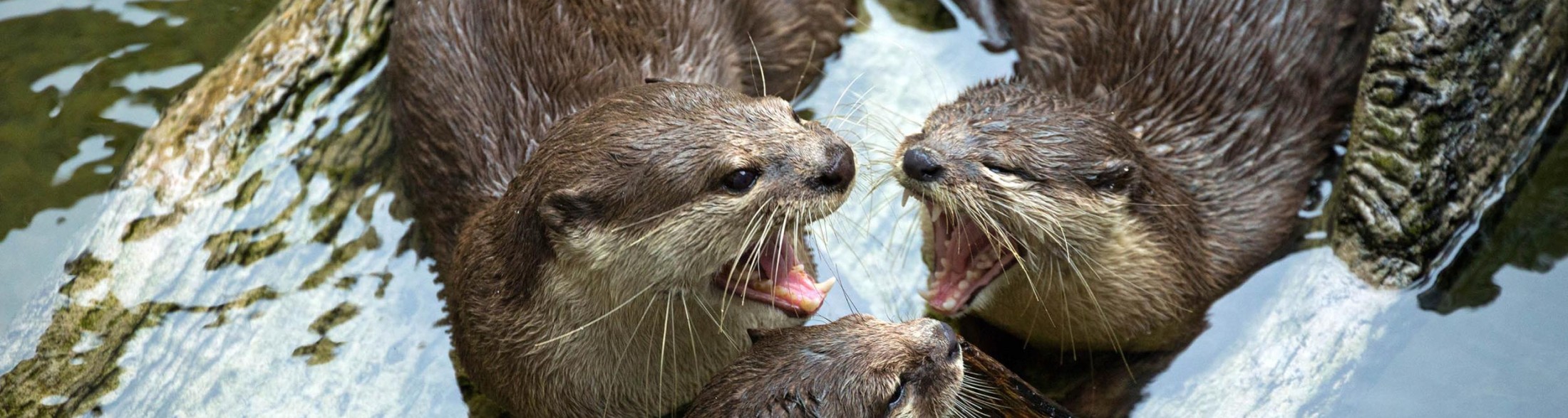 Costa Edutainment aderisce alla campagna EAZA “Wetlands for Life”