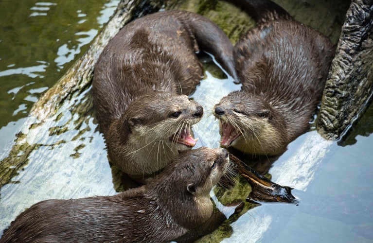 Costa Edutainment aderisce alla campagna EAZA “Wetlands for Life”