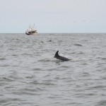 Delfini Metropolitani Adriatico: risultati di un anno di ricerca in mare