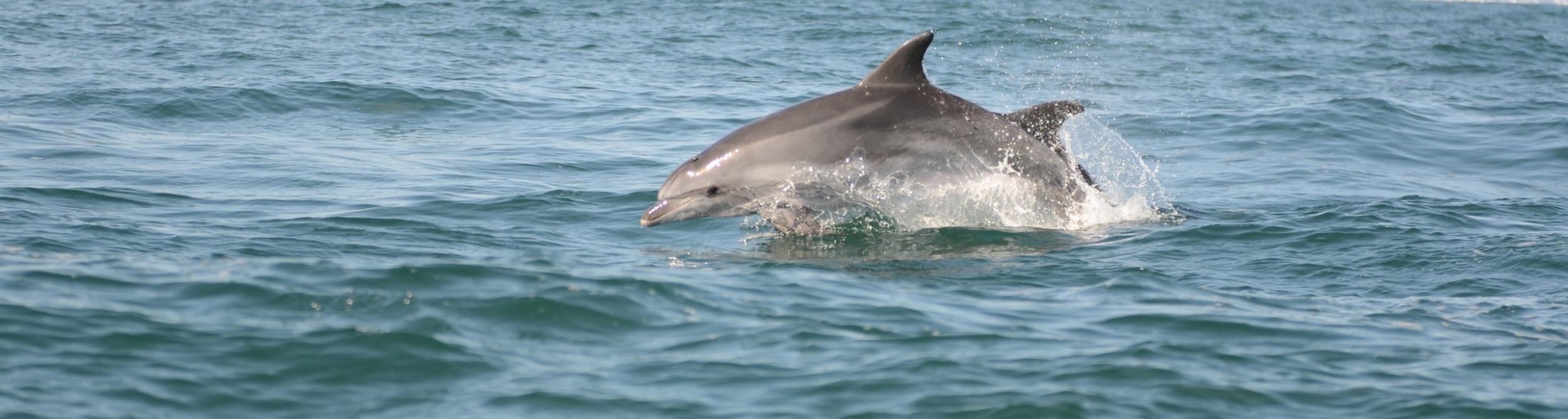 Delfini Metropolitani Adriatico: si rivede "Senzapinna"