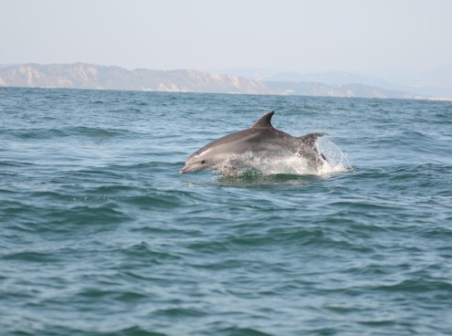 Delfini Metropolitani Adriatico: si rivede "Senzapinna"