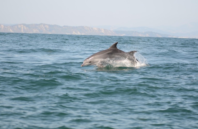 Delfini Metropolitani Adriatico: si rivede "Senzapinna"