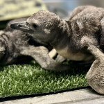 Eccezionale nascita di due cuccioli di pinguino dalla stessa coppia