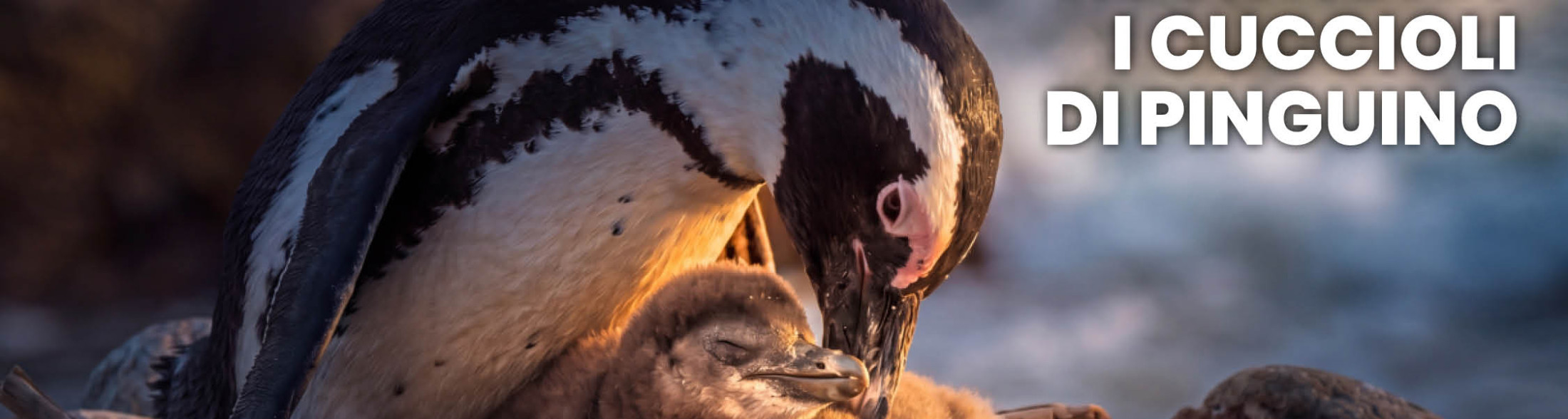 Eccezionale nascita di due cuccioli di pinguino dalla stessa coppia