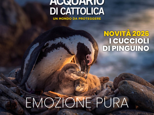 Eccezionale nascita di due cuccioli di pinguino dalla stessa coppia