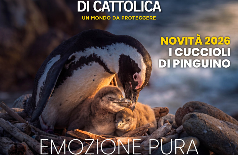 Eccezionale nascita di due cuccioli di pinguino dalla stessa coppia