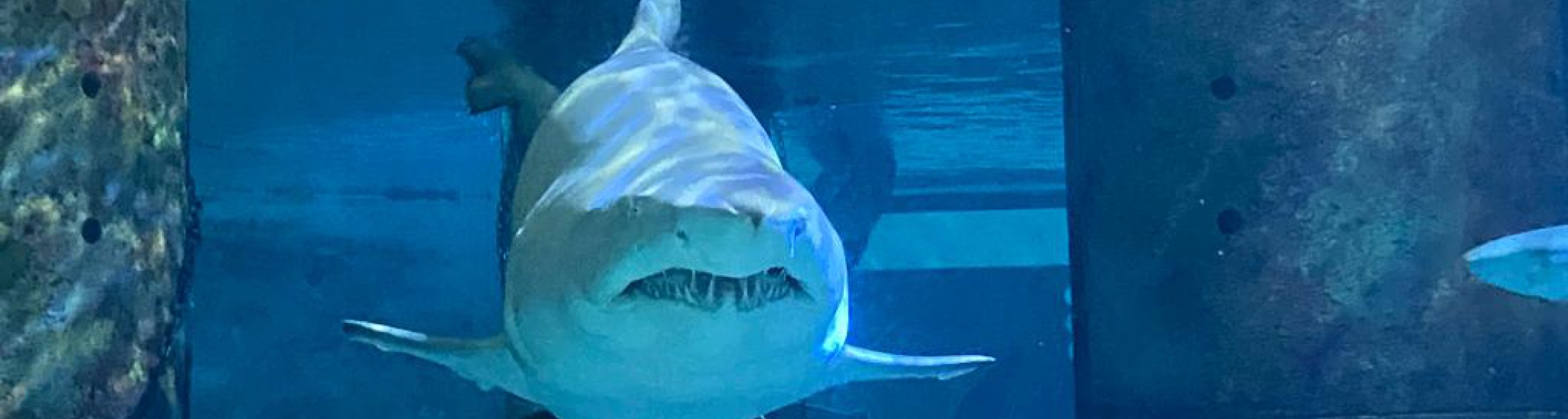 Giovedì 18 maggio riapre l'Acquario