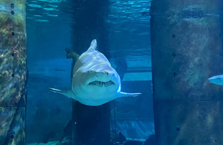 Giovedì 18 maggio riapre l'Acquario