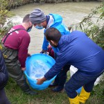 Gli storioni dell'Acquario ripopolano Cesena e il Delta