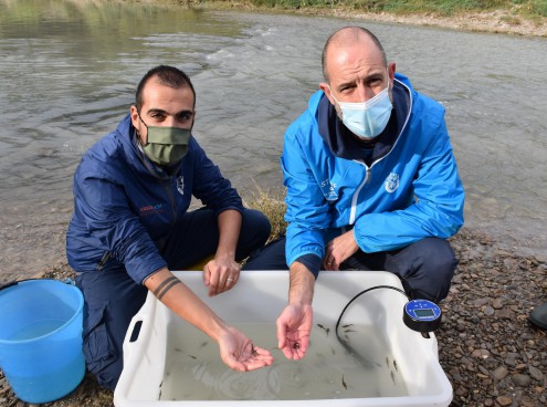Gli storioni dell'Acquario ripopolano Cesena e il Delta