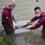 Gli storioni dell'Acquario ripopolano Cesena e il Delta