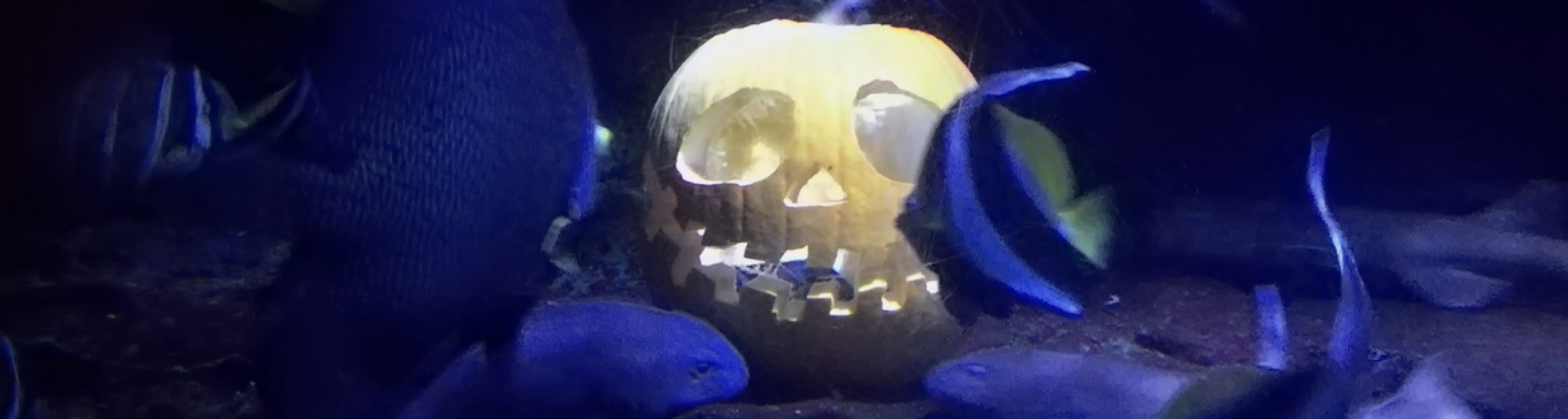 Halloween nei parchi Costa Romagna 