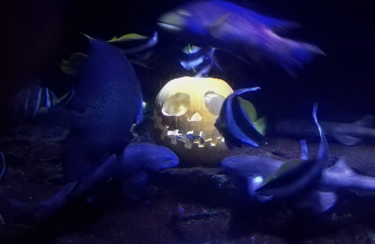 Halloween nei parchi Costa Romagna 