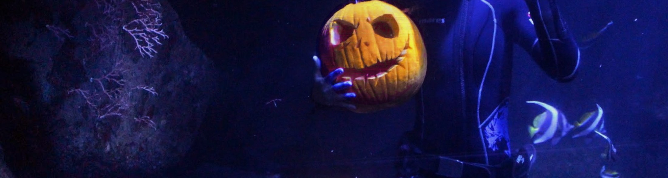 Happy Halloween all'Acquario di Cattolica dal 31 ottobre al 3 novembre!