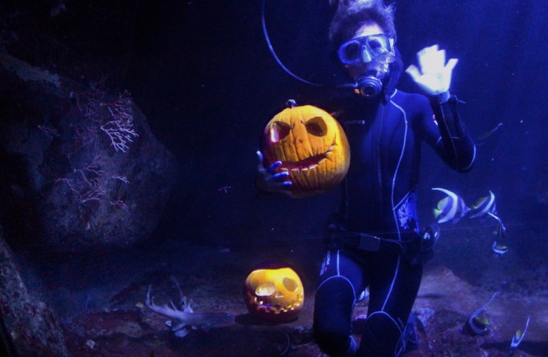Happy Halloween all'Acquario di Cattolica dal 31 ottobre al 3 novembre!