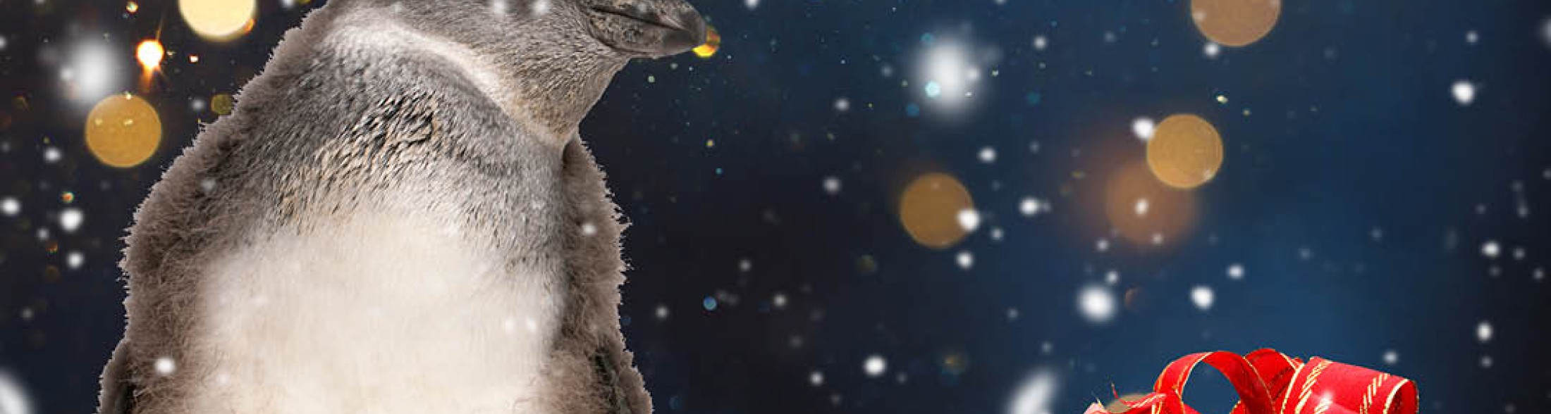 Il baby Pinguino è maschio! 