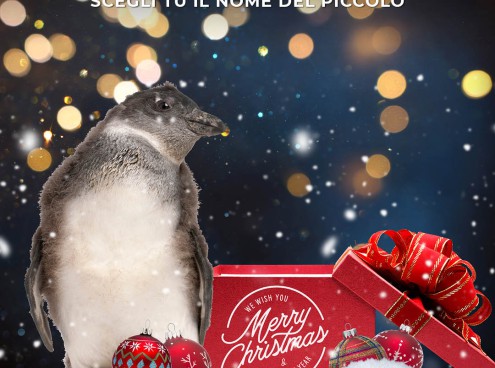Il baby Pinguino è maschio! 