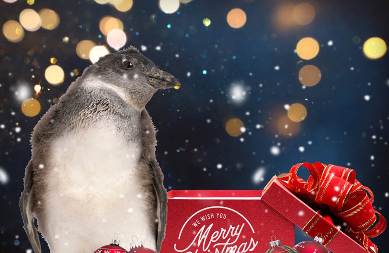 Il baby Pinguino è maschio! 