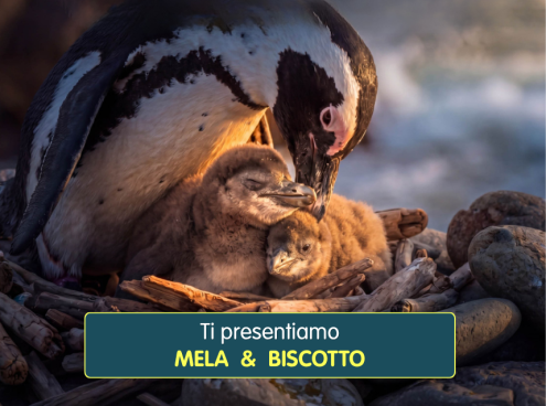 Il pubblico ha scelto: si chiameranno Mela & Biscotto