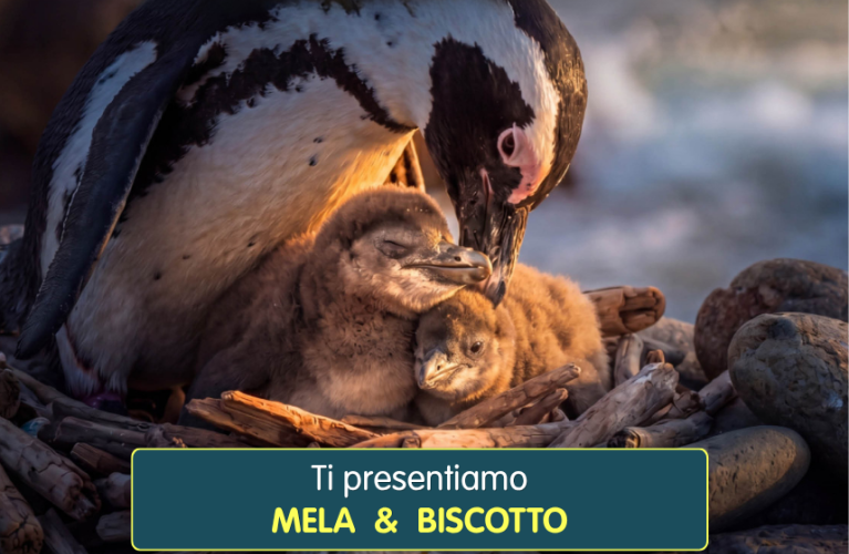 Il pubblico ha scelto: si chiameranno Mela & Biscotto
