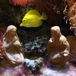 L'Acquario è aperto tutti i giorni fino al 6 gennaio